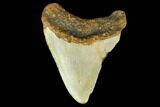 Fossil Megalodon Tooth - North Carolina #131583-1